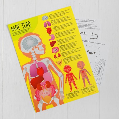 Развивающий набор для творчества "Увлекательная анатомия" + карандаши, пластилин