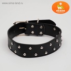 Ошейник, 63.5×3.8 см, клёпаный в 2 ряда, чёрный - Фото 2