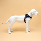 Шлейка К7, размер М, ОГ 52-66 см, вес 9.5-17.5 кг, мягкая, светоотражающая, синяя - Фото 4