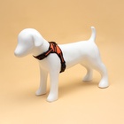 Шлейка улучшенная К7, размер S, ОГ 44-55 см, вес 5-9 кг, мягкая, светоотражающая, оранжевая - Фото 2