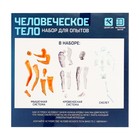Научный опыт «Человеческое тело» - Фото 5