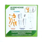 Научный опыт «Человеческое тело» - Фото 7