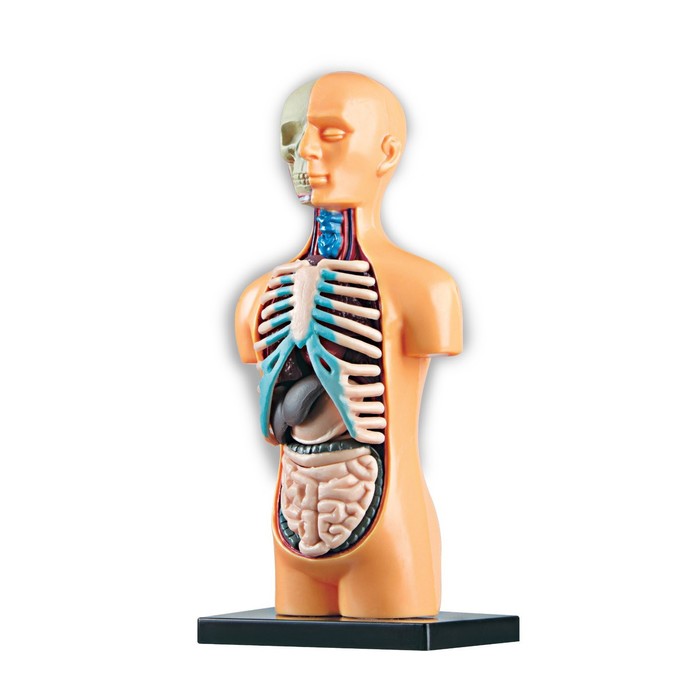 Набор для опытов «Анатомия человека» - фото 1889311739