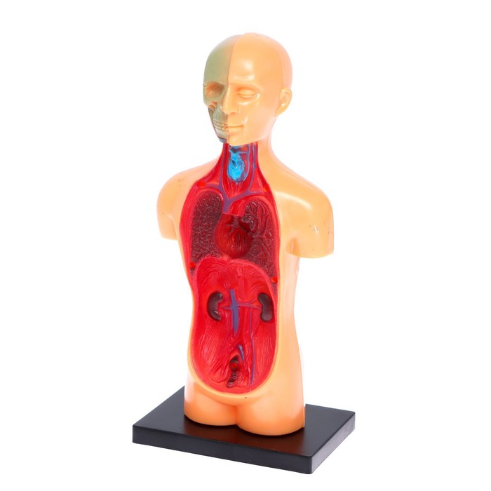 Набор для опытов «Анатомия человека» - фото 1908421864