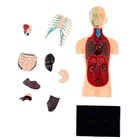 Набор для опытов «Анатомия человека» - фото 8430033