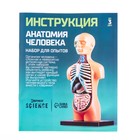 Набор для опытов «Анатомия человека» - Фото 7