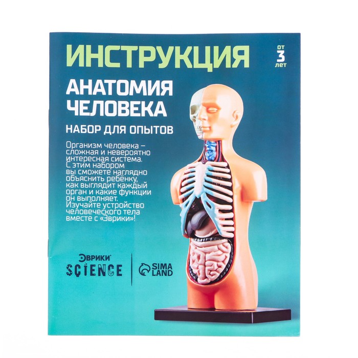 Набор для опытов «Анатомия человека» - фото 1889311744