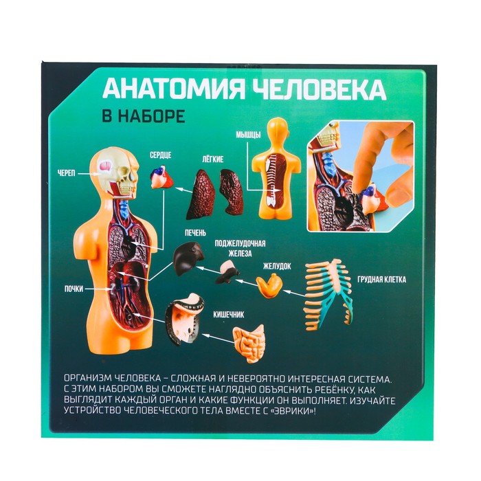 Набор для опытов «Анатомия человека» - фото 1889311745