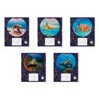 Тетрадь 18 листoв клетка Erich Krause "Морская черепаха", микс, обложка из мелованного картона плотностью 170 г/м2 - Фото 1