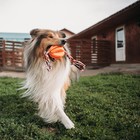 Игрушка на канате "Баскетбольный мяч" для собак, 9 см, микс цветов - фото 8431158