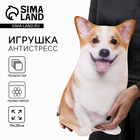 Игрушка-антистресс, собака «Корги», 28 см - Фото 1