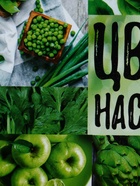 Ланч - бокс прямоугольный «Цвет настроения зелёный», 500 мл 3855137