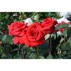 Саженец розы Рэд Берлин Весна 2022 - Фото 1