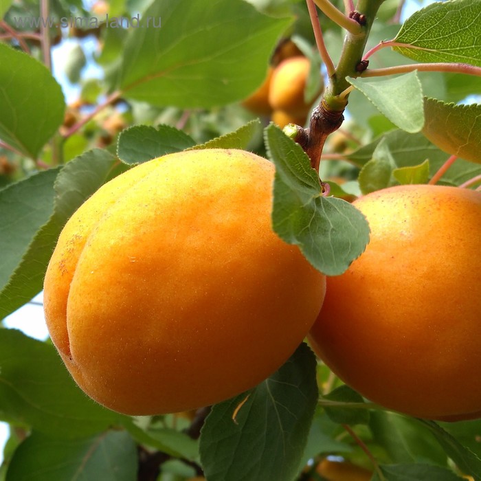Абрикос академик фото Абрикос академик фото