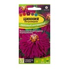 Семена цветов Цинния "Лиловый император" кактусовидная, О, цп, 0,2 г - фото 318145419