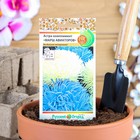 Семена цветов Астра комплимент "Марш Авиаторов" смесь, серия Русский огород, О, 0,2 г - Фото 5