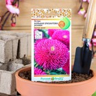 Семена цветов Астра "Большая хризантема" розовая, серия Русский огород, О, 50 шт - Фото 5