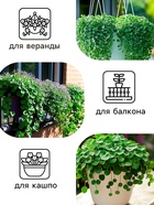 Семена цветов Дихондра "Изумрудный водопад", серия "Профи", F1, О, 10 шт. - Фото 3