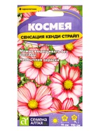 Семена цветов Космея «Сенсация Кенди Страйп», 0.3 г, «Семена Алтая» - Фото 1