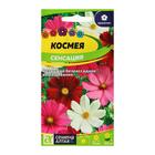 Семена цветов Космея "Сенсация", ц/п, О, ц/п, 0,5 г - Фото 3