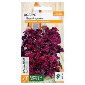 Семена комнатных цветов Колеус "Черный дракон", 5 шт. (комплект 10 шт)