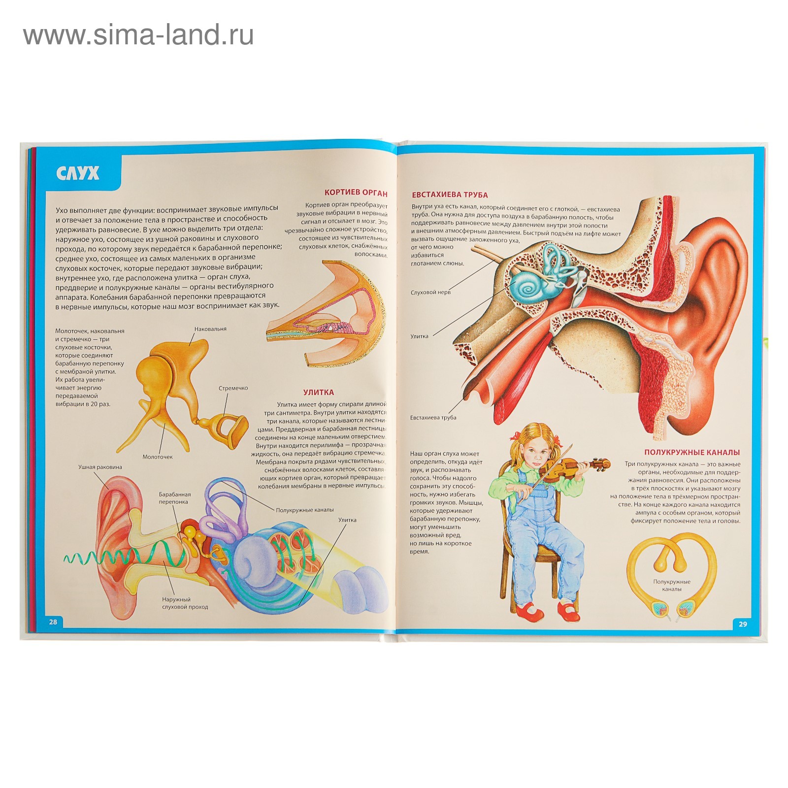 Купить Энциклопедия Анатомия Человека