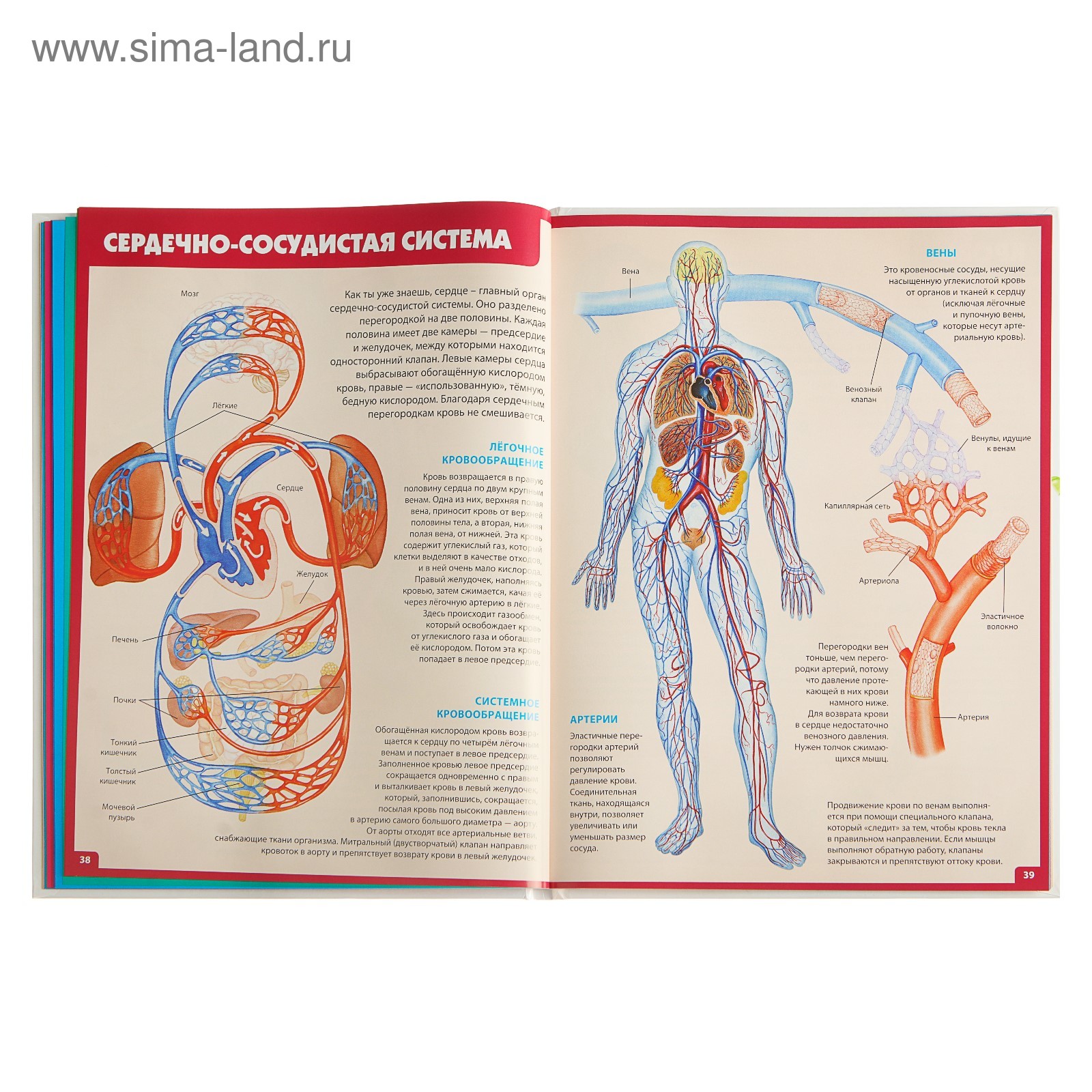 Купить Энциклопедия Анатомия Человека