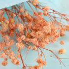 Букет из сухоцветов «Чудесного дня», 13 × 21 × 5 см - Фото 5