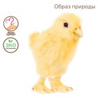 Мягкая игрушка «Цыпленок», 12 см - фото 298129156