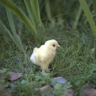 Игрушка мягкая Hansa Creation «Цыплёнок», 12 см - Фото 4