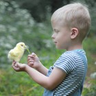 Игрушка мягкая Hansa Creation «Цыплёнок», 12 см - Фото 5