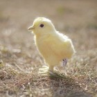 Игрушка мягкая Hansa Creation «Цыплёнок», 12 см - Фото 6