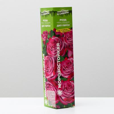 Саженец розы Дип Перпл, Весна 2024, 1 шт.