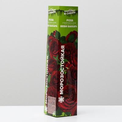 Саженец Роза «Бэби Бакара», 1 шт., Весна 2025