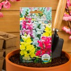 Семена цветов Львиный зев смесь высоких сортов, О, 0,1 г - Фото 3