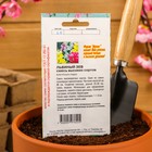 Семена цветов Львиный зев смесь высоких сортов, О, 0,1 г - Фото 4