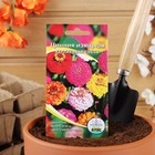 Семена цветов Цинния «Изящная карликовая смесь», однолетник, 0.2-0.3 г - Фото 3