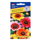 Семена цветов Хризантема Радужная Смесь РС-1, О, 0,05 г - Фото 3