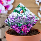 Семена цветов Алиссум "Ежевичные меренги", О, DARIT  0,2 г - Фото 1