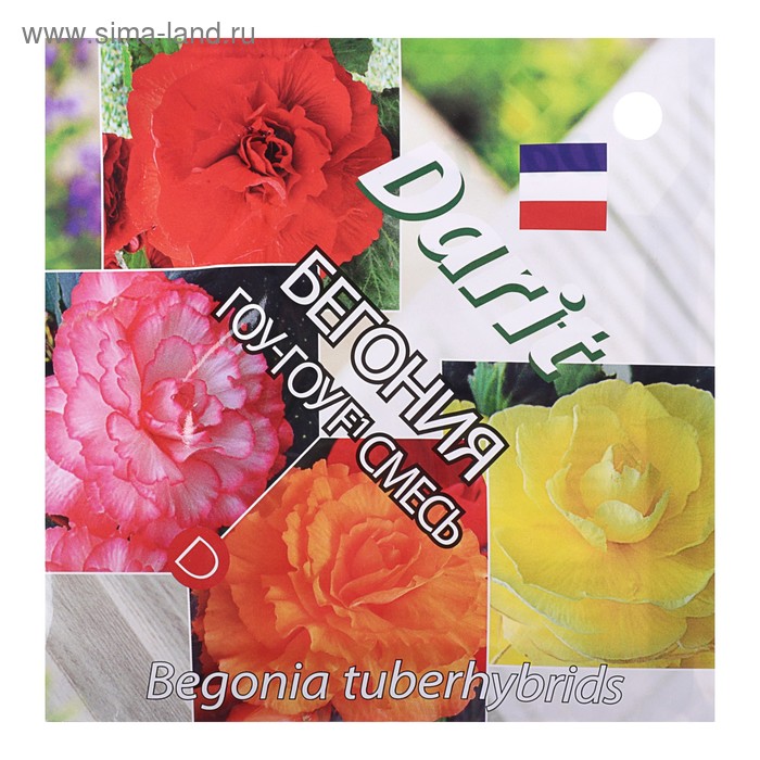 Семена цветов Бегония "Гоу-гоу", 6 шт. - Фото 1