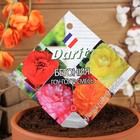 Семена цветов Бегония "Гоу-гоу", 6 шт. - Фото 3