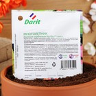 Семена цветов Бегония "Гоу-гоу", 6 шт. - Фото 4