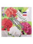 Семена цветов Пеларгония "Кабаре" смесь, Мн, DARIT, F2, 4 шт. - Фото 5