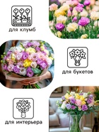 Семена цветов Эустома "Супер Мэджик" F1 смесь, О, DARIT 8 шт - Фото 3