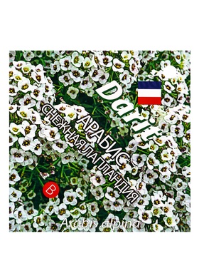 Семена цветов Арабис "Снежная Лапландия", 0,2 г (комплект 10 шт)