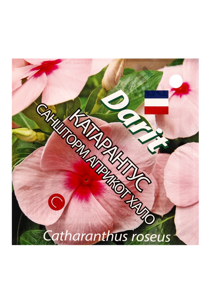 Семена цветов Катарантус Саншторм "Априкот Хало", О, 10 шт - Фото 1