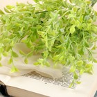 Букет "Рускус мини" 28 см, микс - фото 24376261