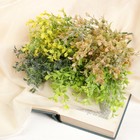 Букет "Рускус мини" 28 см, микс - фото 24376262