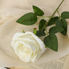 Цветы искусственные «Роза боливийская» 8х55 см, белый - фото 318154325