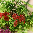 Букет "Алиссум" 29 см, микс - Фото 2